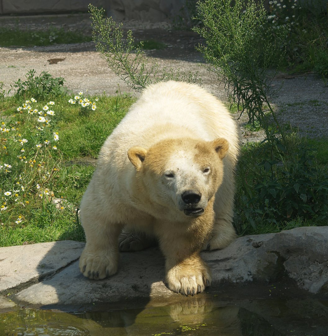 Antonia, Polar bear (Ursus maritimus) with dwarfism, 2007-07-15
