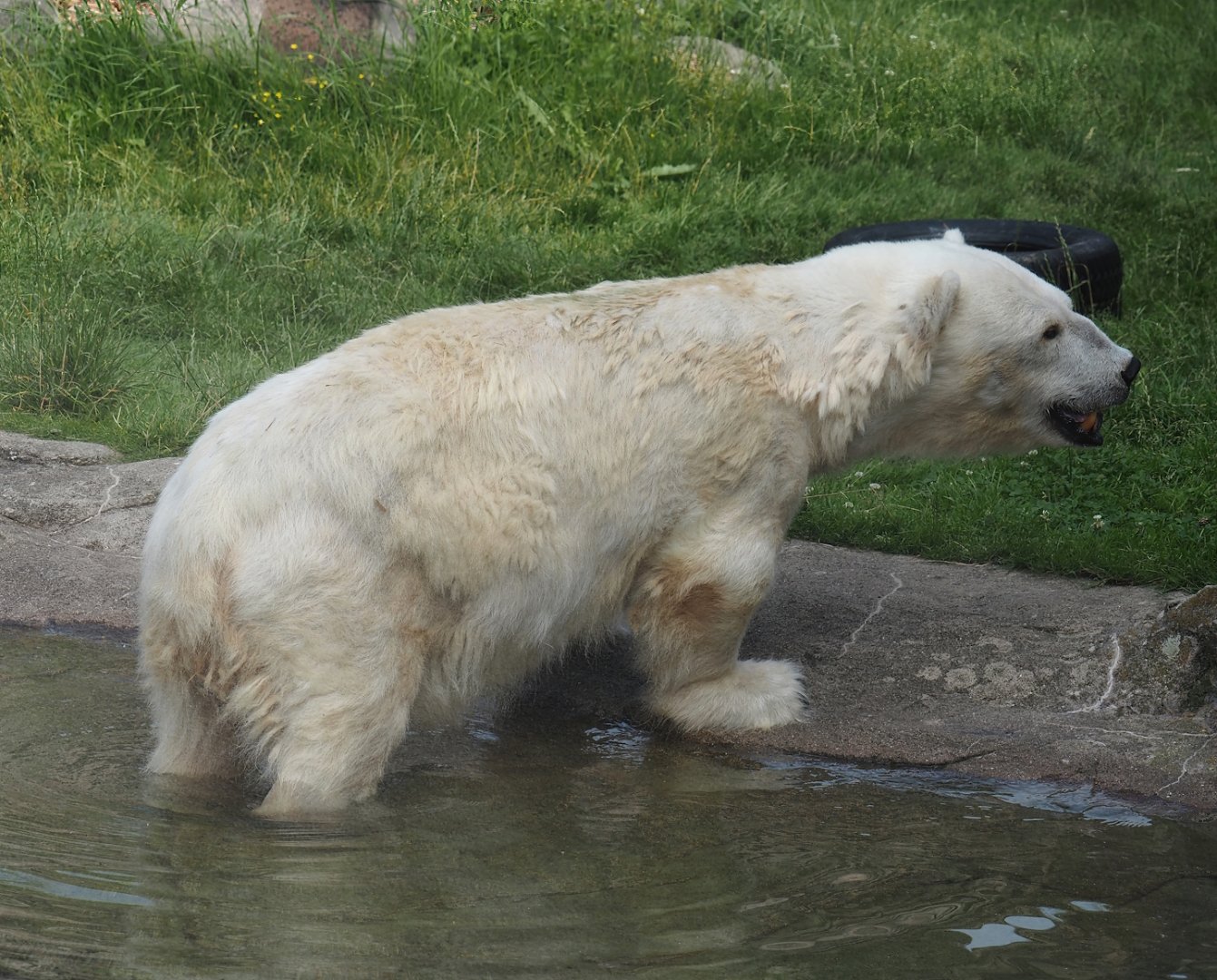 Antonia, Polar bear (Ursus maritimus) with dwarfism, 2024-08-05