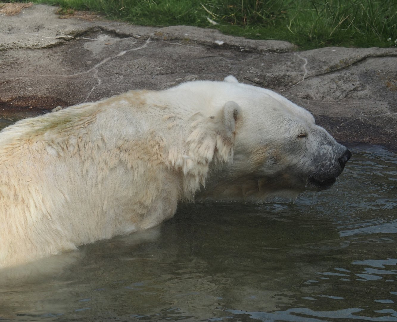 Antonia, Polar bear (Ursus maritimus) with dwarfism, 2024-08-05