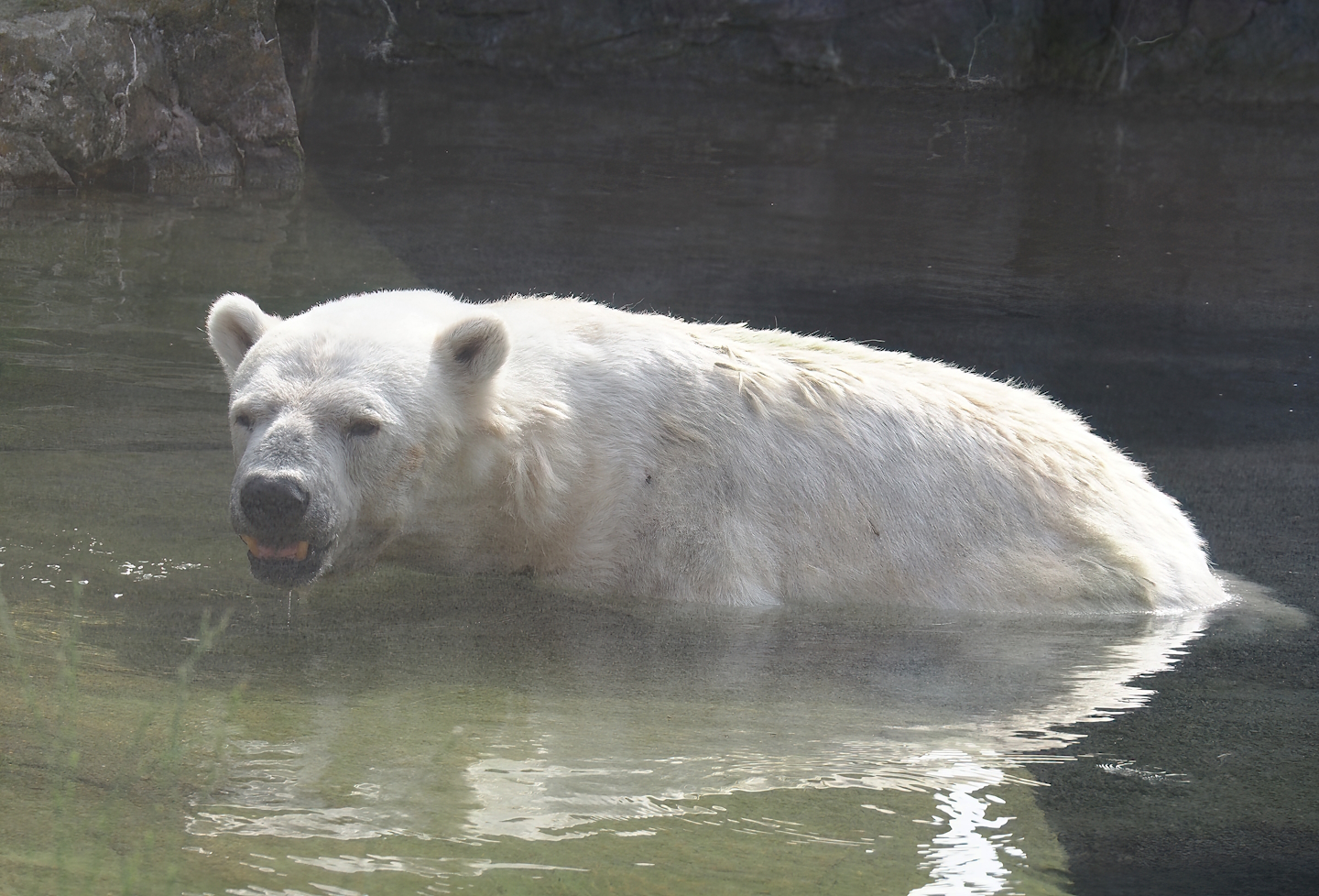 Antonia, Polar bear (Ursus maritimus) with dwarfism, 2024-08-05