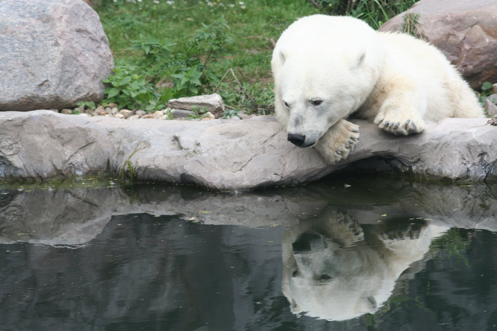 Antonia, the only dwarf polar bear died last week