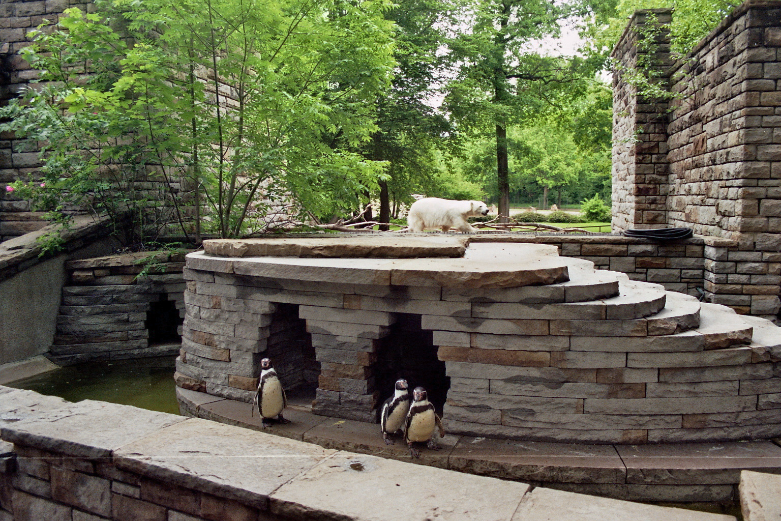 Antonia, the pygmy polar bear and penguins