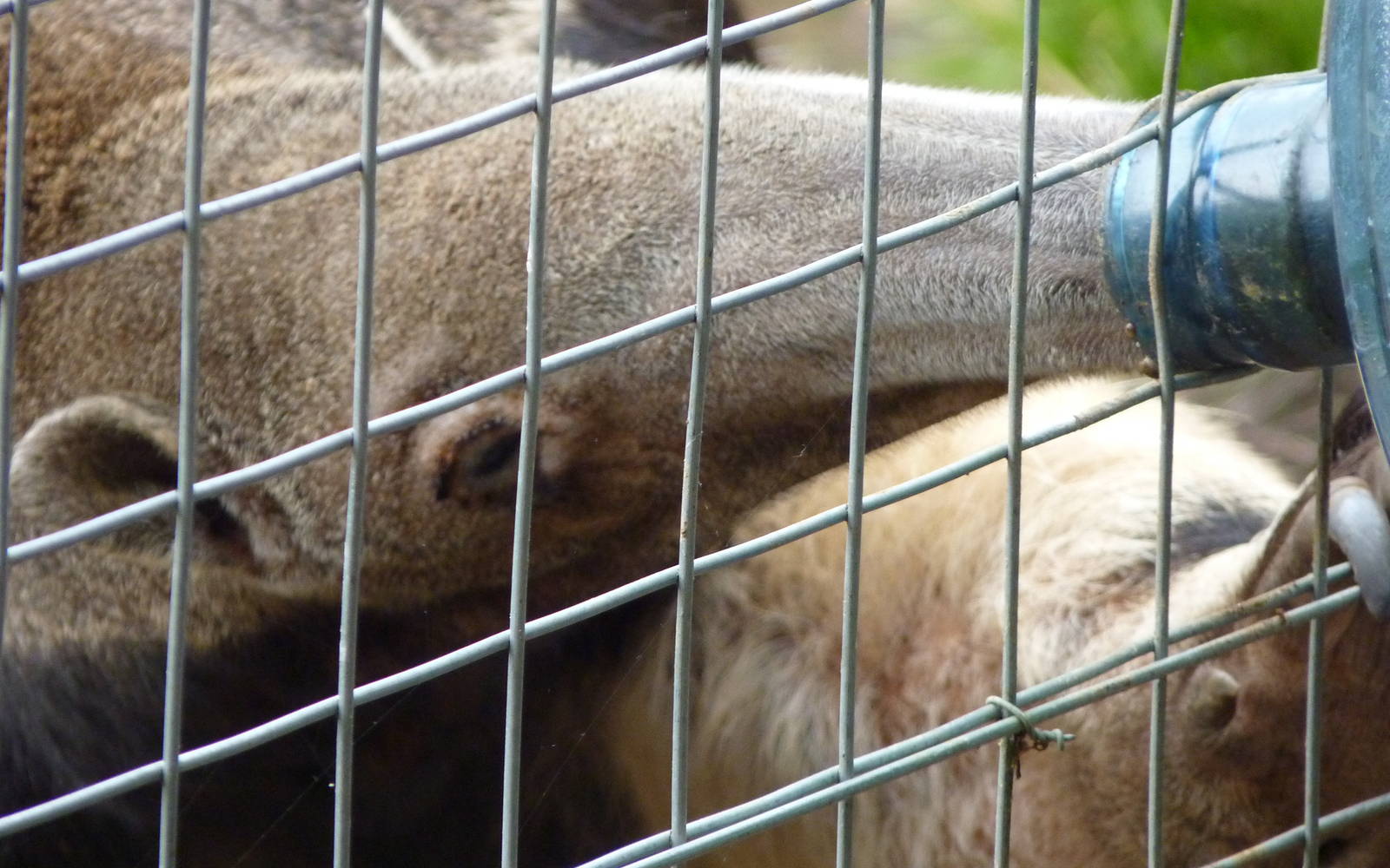 Antonio the Giant Anteater