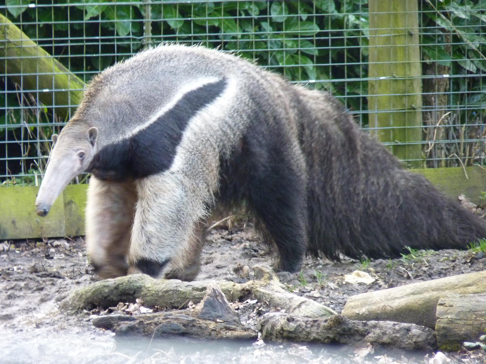 Antonio the Giant Anteater