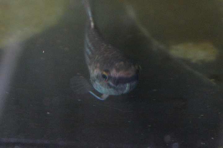 Anton's betta (Betta antoni) - PCBA