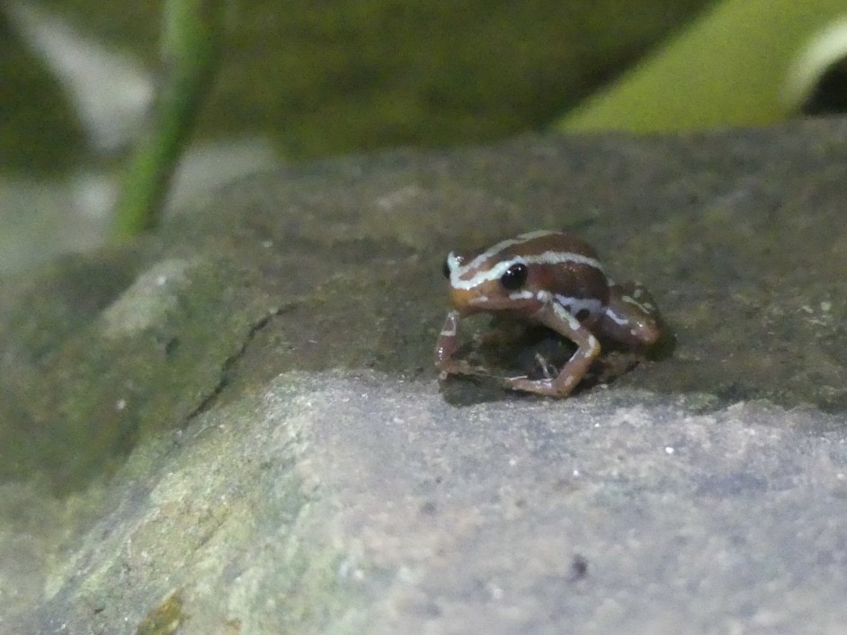 Antony’s Poison Dart Frog - 21.10.24
