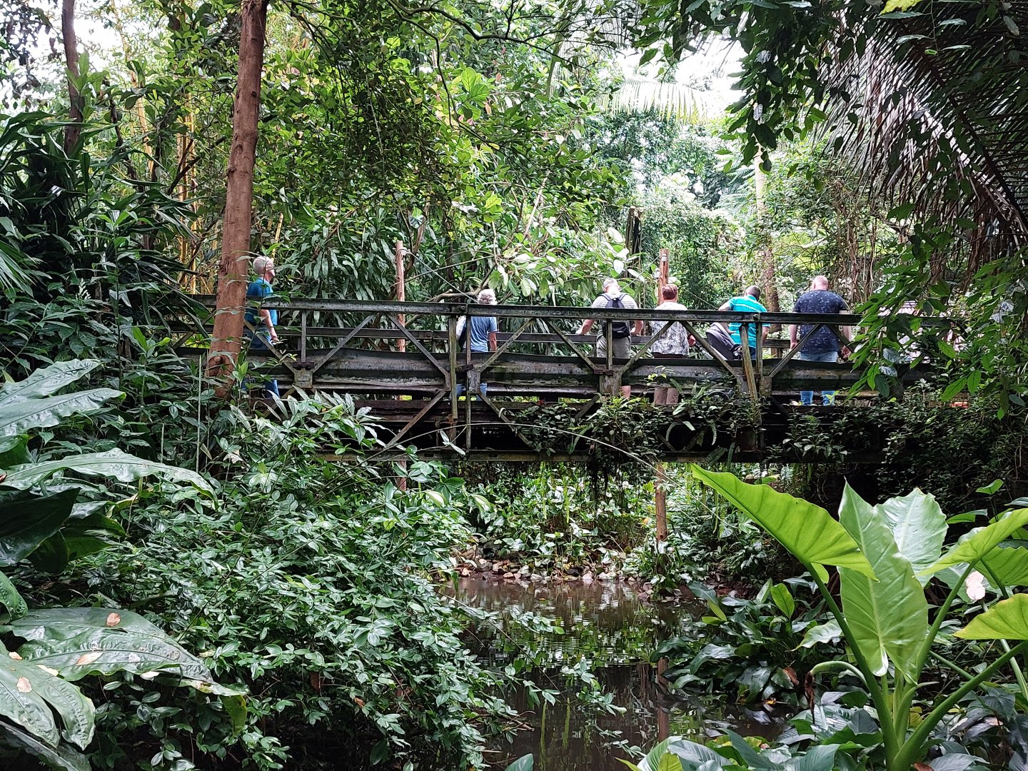 Ants drawing a crowd