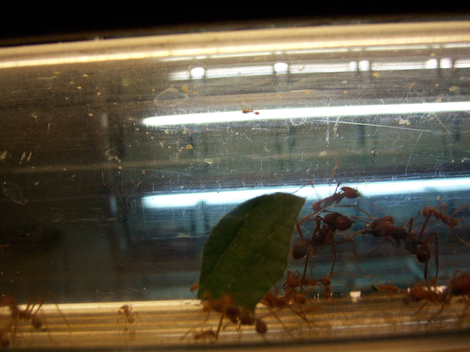 Ants in Zoo Cologne