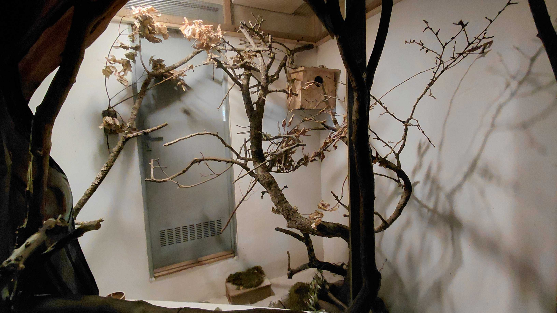 Antsangy + hedgehog tenrec exhibit