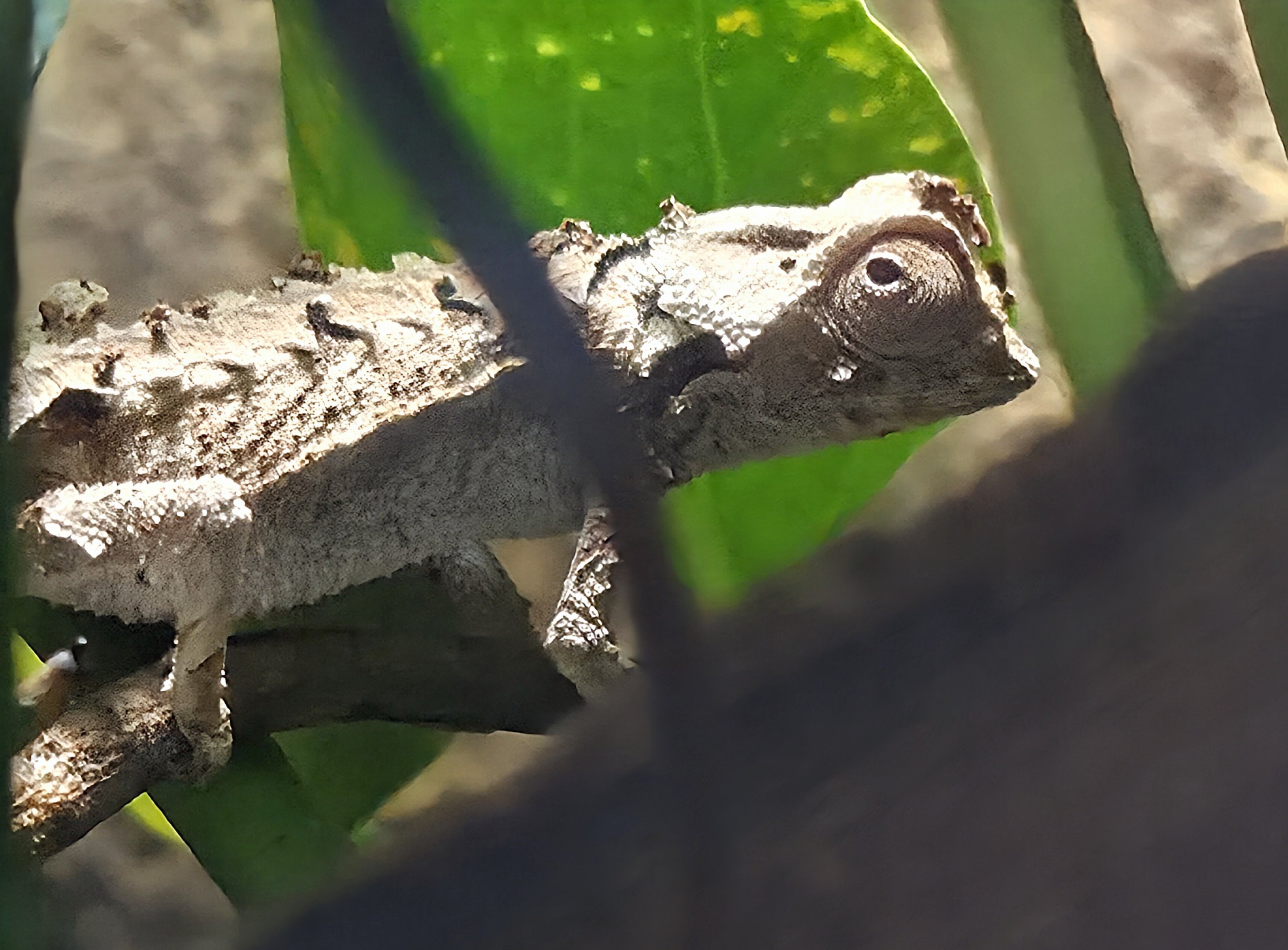 Antsingy Leaf Chameleon - Rainforest Adventures
