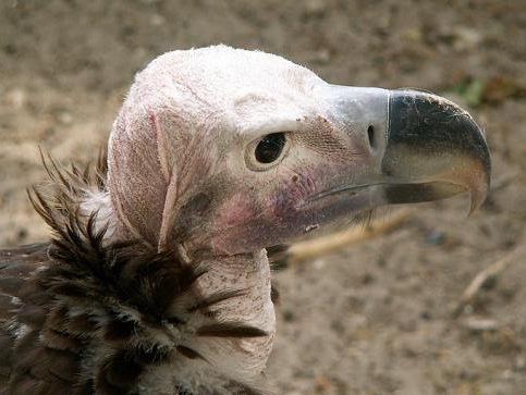 Antwerp 2005: Lapped-faced vulture