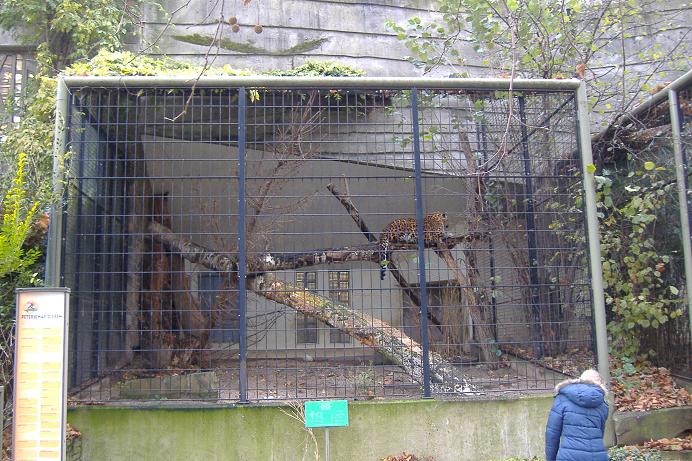 Antwerp Cat cages