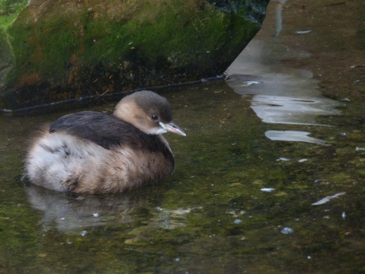 Antwerp Zoo jan 2012 - Little Grebe
