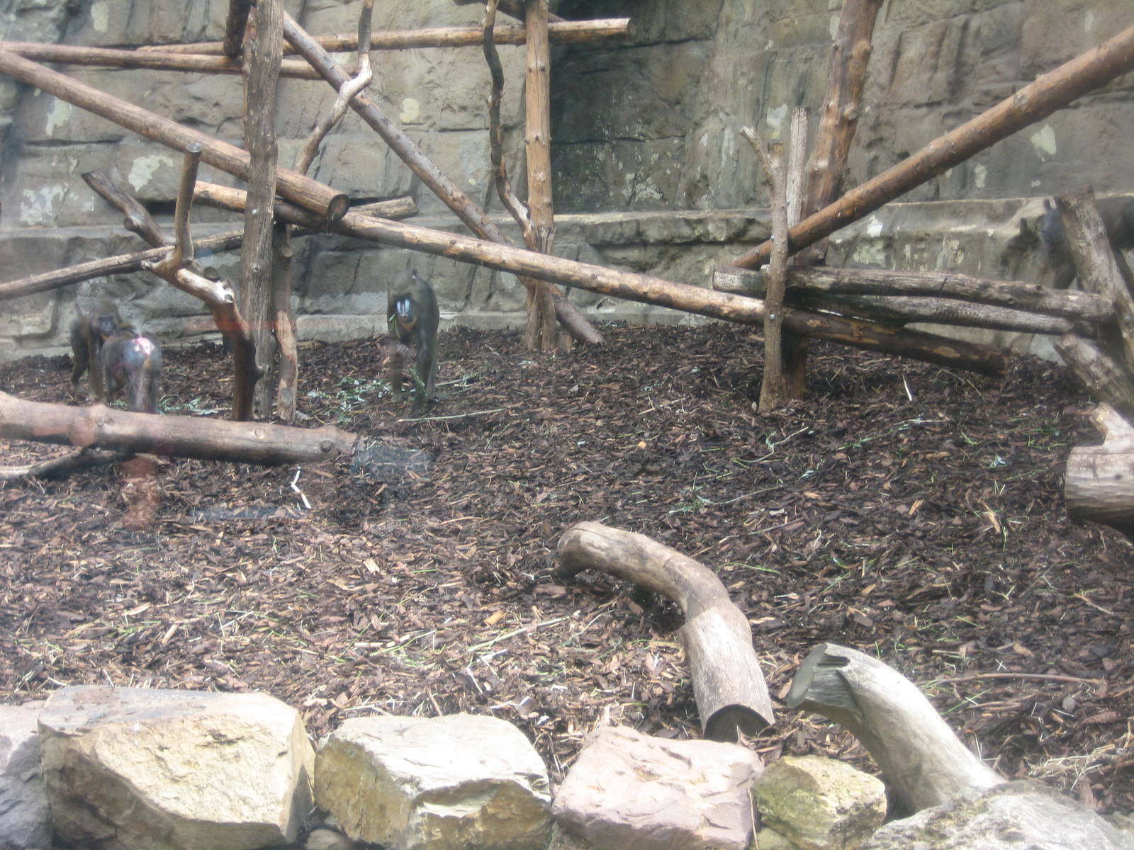 Antwerp Zoo - July 2010