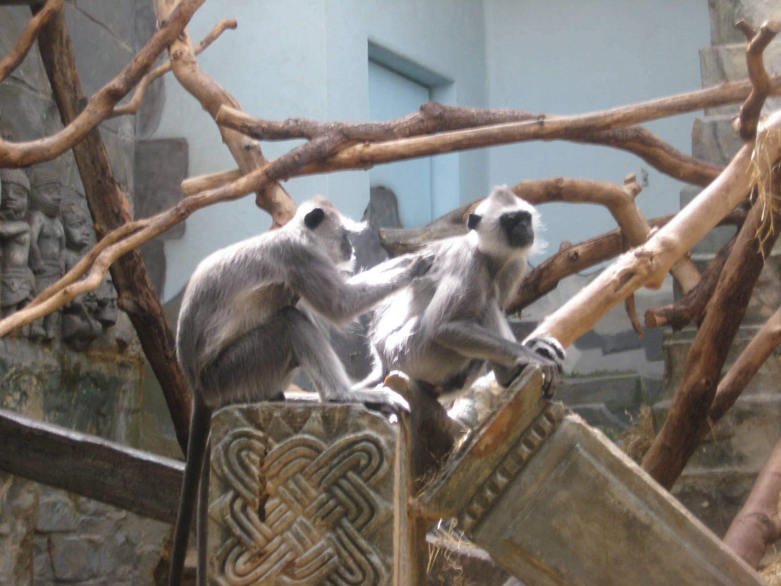Antwerp Zoo - July 2010