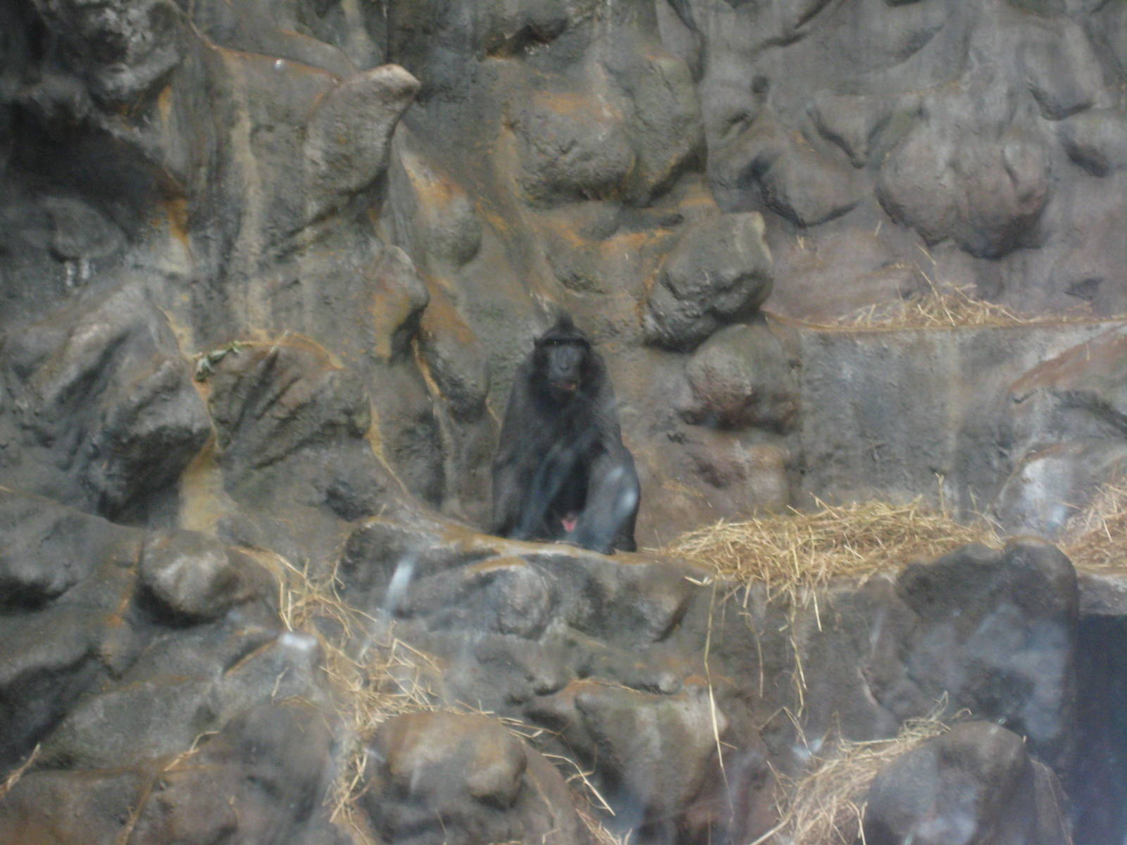 Antwerp Zoo - July 2010