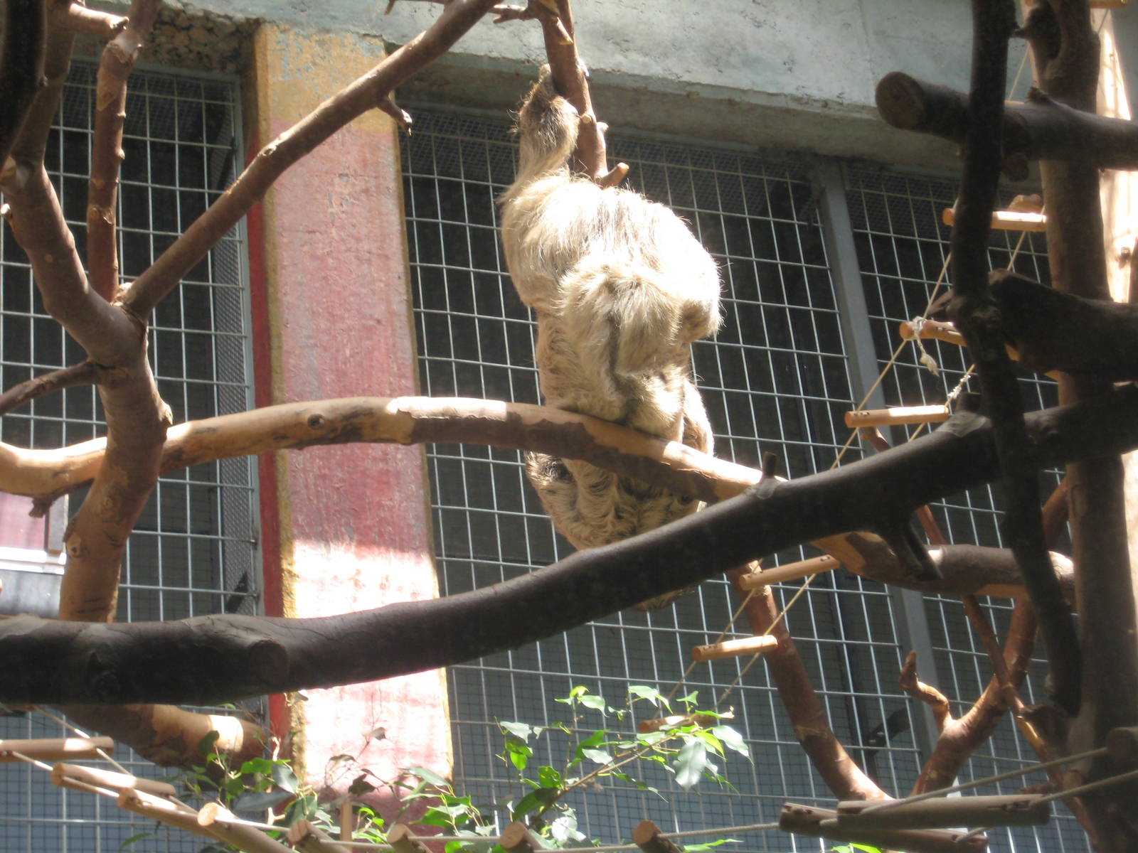 Antwerp Zoo - July 2010