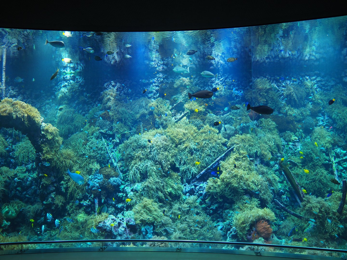 Antwerp Zoo Reef Aquarium