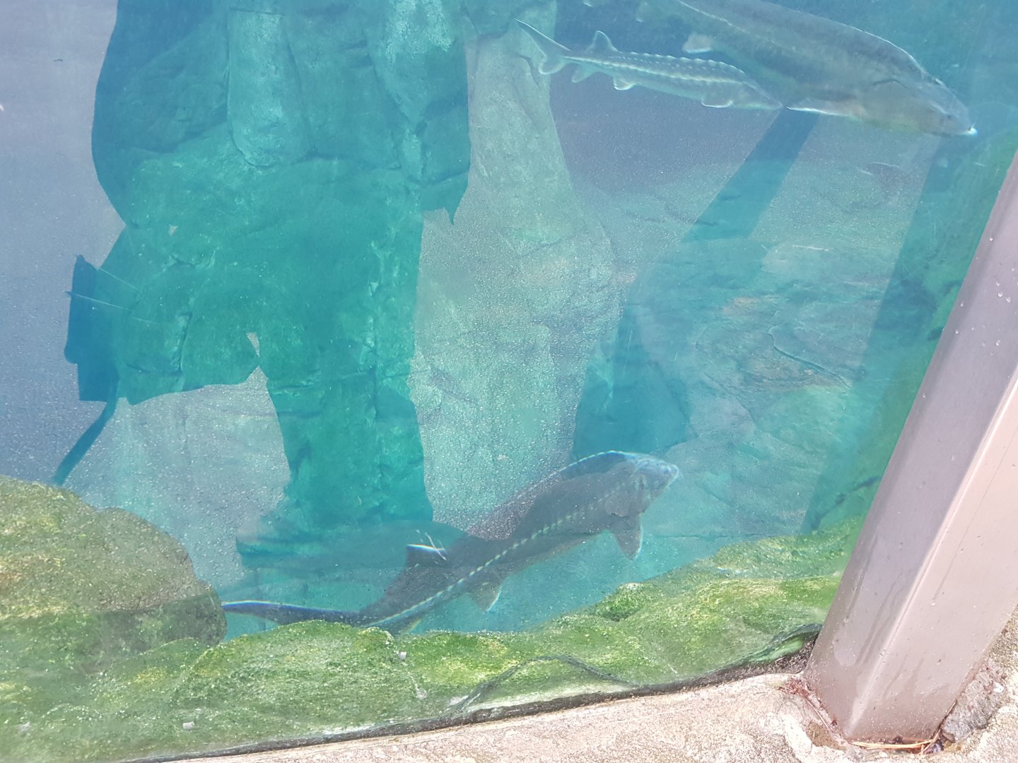 Antwerp zoo sea duck and sturgeon enclosure.