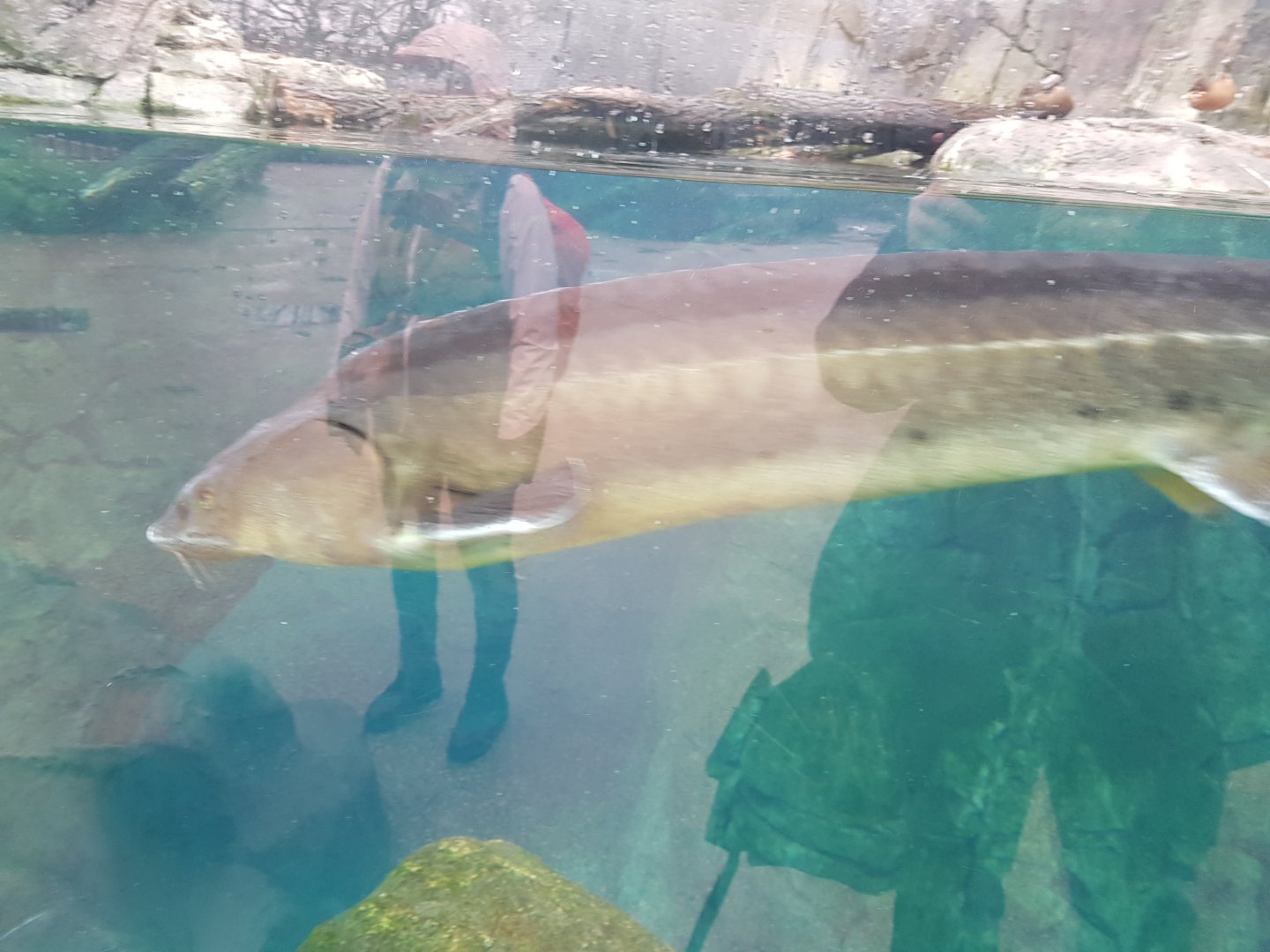 Antwerp zoo sea duck and sturgeon enclosure.