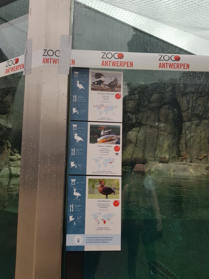 Antwerp zoo sea duck and sturgeon enclosure.