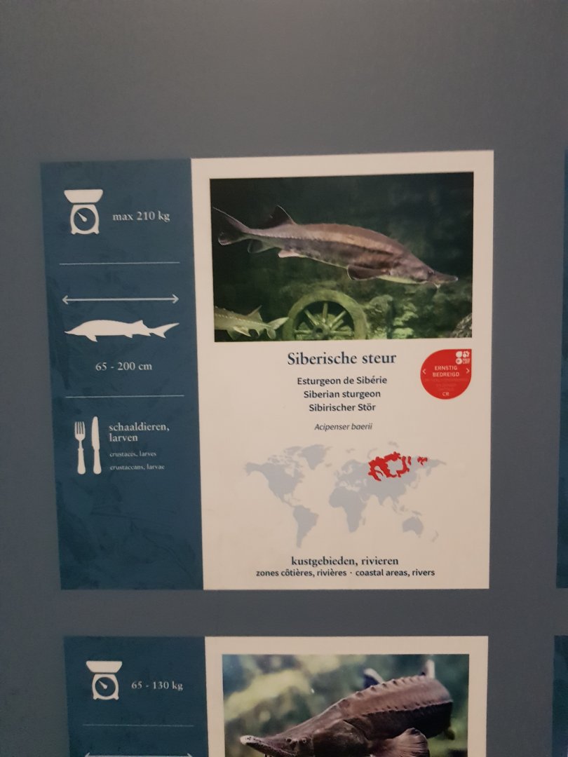 Antwerp zoo sea duck and sturgeon enclosure.