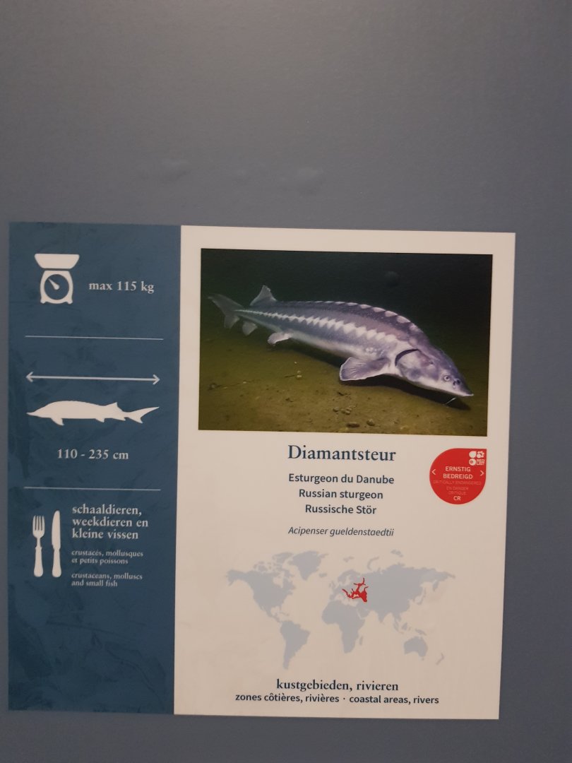 Antwerp zoo sea duck and sturgeon enclosure.