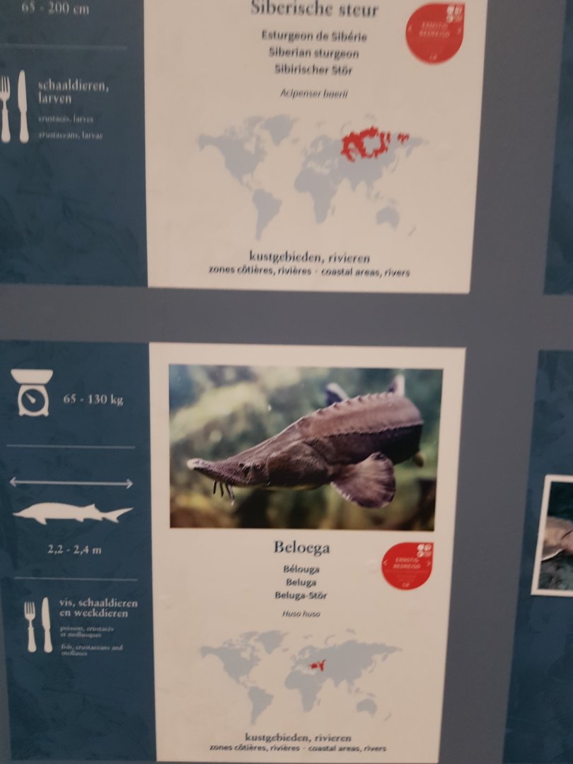 Antwerp zoo sea duck and sturgeon enclosure.