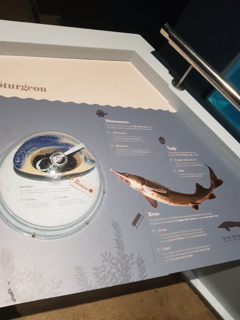 Antwerp zoo sea duck and sturgeon enclosure.