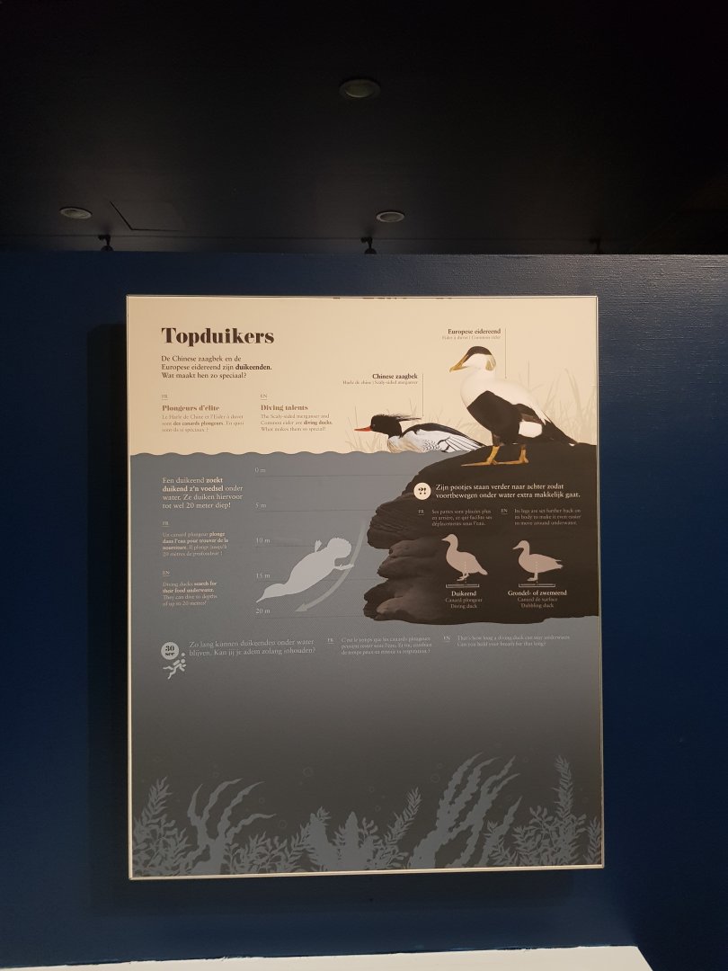 Antwerp zoo sea duck and sturgeon enclosure.