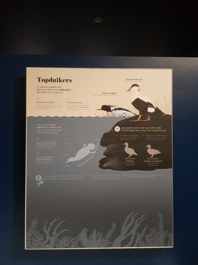 Antwerp zoo sea duck and sturgeon enclosure.