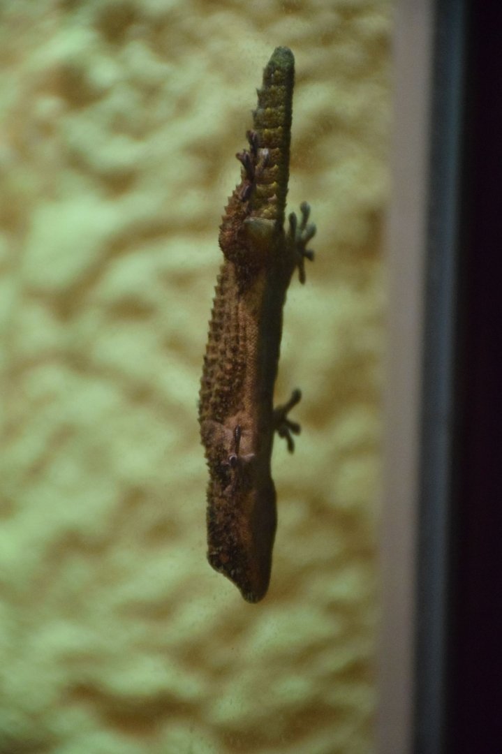 Antwerp Zoo, seen on Sept 12th 2020.