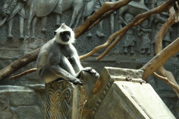 Antwerpen Zoo 08 July 2010