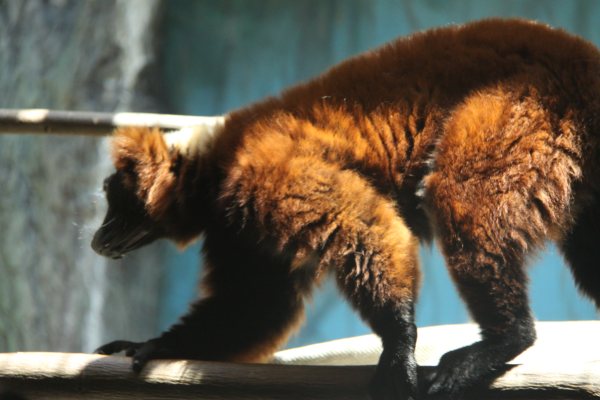 Antwerpen Zoo  08 July 2010