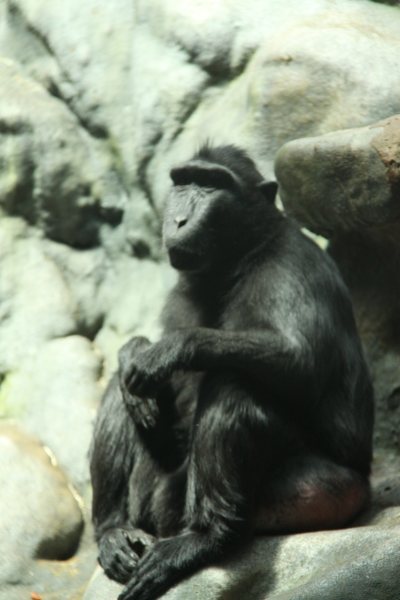 Antwerpen Zoo 08 July 2010