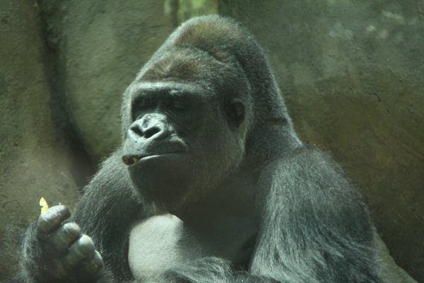 Antwerpen Zoo 08 July 2010