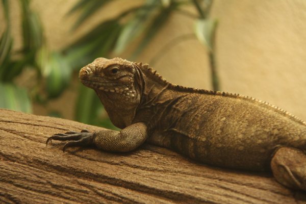 Antwerpen Zoo 08 July 2010