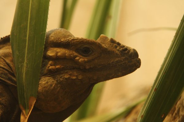 Antwerpen Zoo 08 July 2010