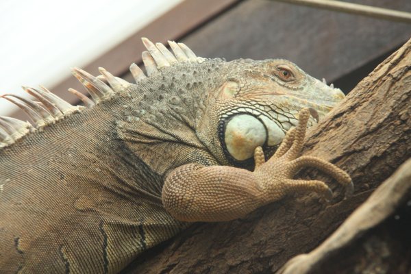Antwerpen Zoo 08 July 2010