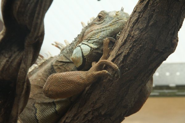 Antwerpen Zoo 08 July 2010
