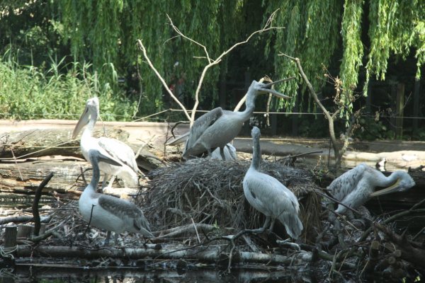 Antwerpen Zoo 08 July 2010