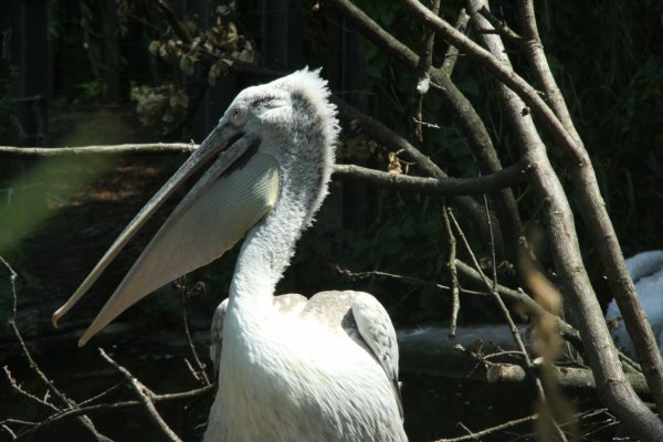 Antwerpen Zoo 08 July 2010