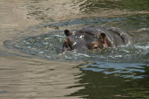 Antwerpen Zoo 08 July 2010