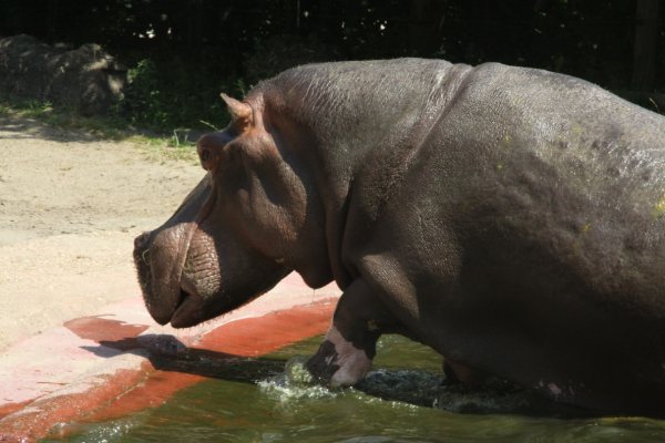 Antwerpen Zoo 08 July 2010