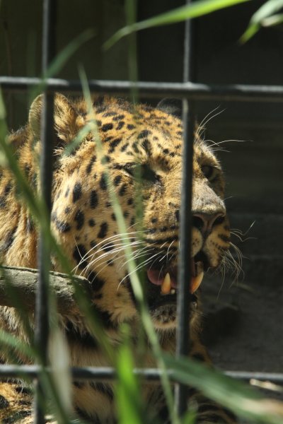 Antwerpen Zoo 08 July 2010