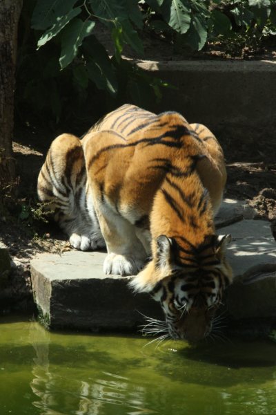 Antwerpen Zoo 08 July 2010