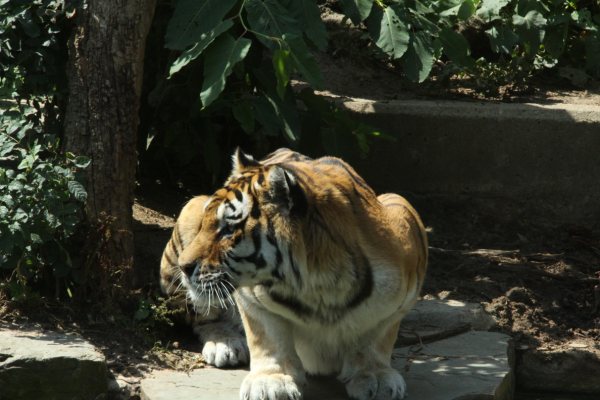 Antwerpen Zoo 08 July 2010