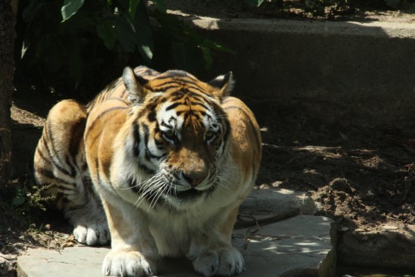 Antwerpen Zoo 08 July 2010