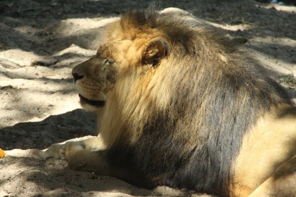 Antwerpen Zoo 08 July 2010