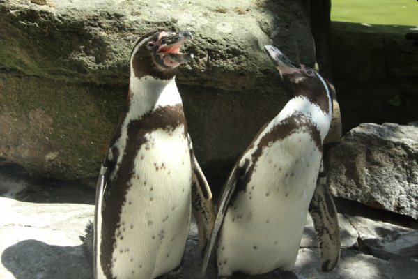 Antwerpen Zoo July 2010